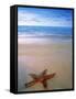 Starfish on Beach, Maldives-Peter Adams-Framed Stretched Canvas