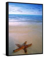 Starfish on Beach, Maldives-Peter Adams-Framed Stretched Canvas