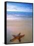 Starfish on Beach, Maldives-Peter Adams-Framed Stretched Canvas