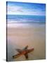 Starfish on Beach, Maldives-Peter Adams-Stretched Canvas