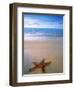 Starfish on Beach, Maldives-Peter Adams-Framed Photographic Print