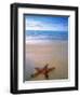 Starfish on Beach, Maldives-Peter Adams-Framed Photographic Print