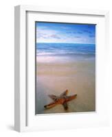 Starfish on Beach, Maldives-Peter Adams-Framed Photographic Print