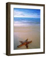 Starfish on Beach, Maldives-Peter Adams-Framed Photographic Print