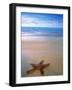 Starfish on Beach, Maldives-Peter Adams-Framed Photographic Print