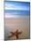 Starfish on Beach, Maldives-Peter Adams-Mounted Photographic Print