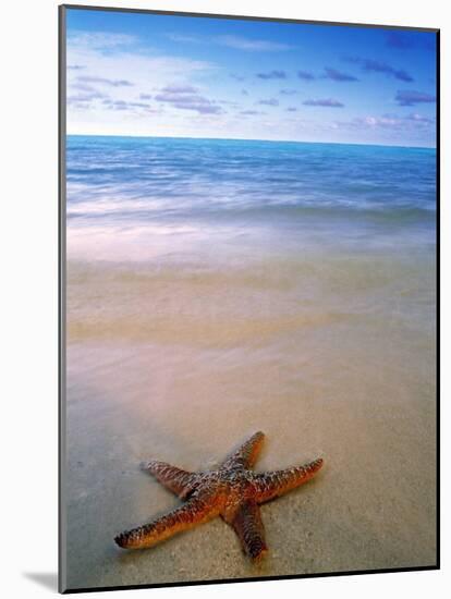 Starfish on Beach, Maldives-Peter Adams-Mounted Photographic Print