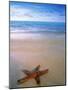 Starfish on Beach, Maldives-Peter Adams-Mounted Photographic Print