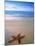 Starfish on Beach, Maldives-Peter Adams-Mounted Photographic Print