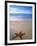 Starfish on Beach, Maldives-Peter Adams-Framed Photographic Print