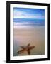 Starfish on Beach, Maldives-Peter Adams-Framed Photographic Print