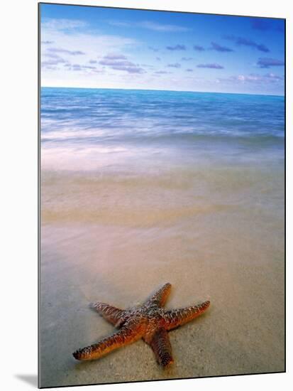 Starfish on Beach, Maldives-Peter Adams-Mounted Photographic Print