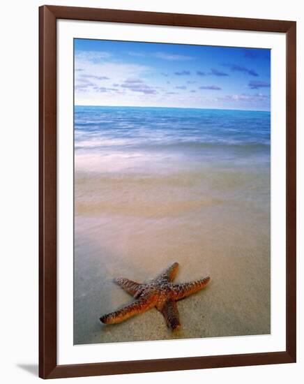 Starfish on Beach, Maldives-Peter Adams-Framed Photographic Print