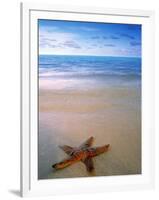 Starfish on Beach, Maldives-Peter Adams-Framed Photographic Print