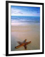 Starfish on Beach, Maldives-Peter Adams-Framed Photographic Print