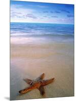 Starfish on Beach, Maldives-Peter Adams-Mounted Photographic Print