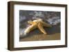 Starfish on Beach-Darrell Gulin-Framed Photographic Print