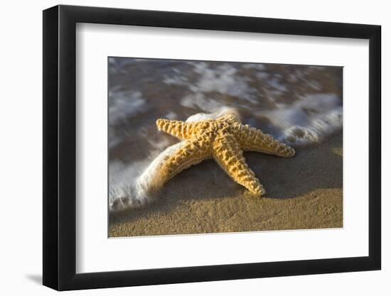 Starfish on Beach-Darrell Gulin-Framed Photographic Print