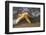 Starfish on Beach-Darrell Gulin-Framed Photographic Print