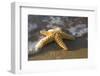 Starfish on Beach-Darrell Gulin-Framed Photographic Print