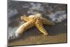 Starfish on Beach-Darrell Gulin-Mounted Photographic Print