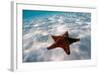 Starfish on beach-null-Framed Photographic Print