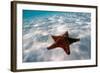 Starfish on beach-null-Framed Photographic Print