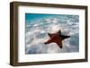 Starfish on beach-null-Framed Premium Photographic Print