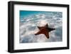 Starfish on beach-null-Framed Premium Photographic Print