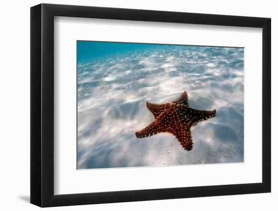 Starfish on beach-null-Framed Photographic Print