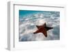 Starfish on beach-null-Framed Photographic Print