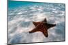 Starfish on beach-null-Mounted Photographic Print