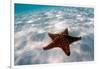 Starfish on beach-null-Framed Photographic Print