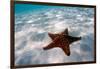 Starfish on beach-null-Framed Photographic Print