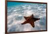 Starfish on beach-null-Framed Photographic Print