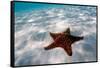 Starfish on beach-null-Framed Stretched Canvas