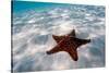 Starfish on beach-null-Stretched Canvas