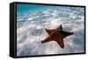 Starfish on beach-null-Framed Stretched Canvas