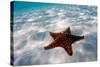 Starfish on beach-null-Stretched Canvas