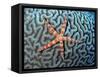 Starfish on Coral-null-Framed Stretched Canvas