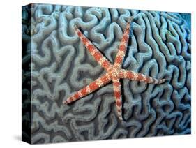 Starfish on Coral-null-Stretched Canvas