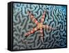 Starfish on Coral-null-Framed Stretched Canvas