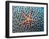 Starfish on Coral-null-Framed Premium Photographic Print