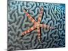 Starfish on Coral-null-Mounted Premium Photographic Print