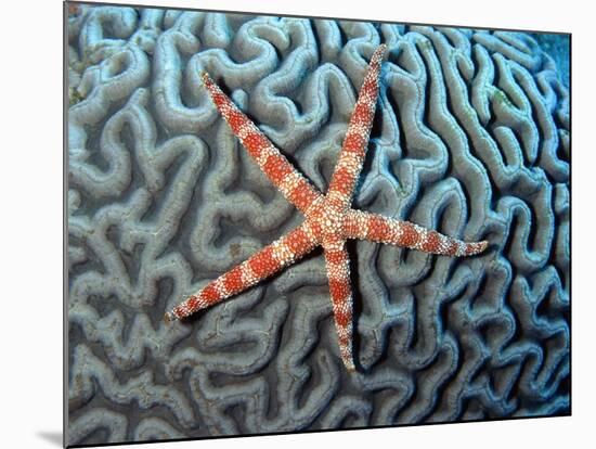 Starfish on Coral-null-Mounted Photographic Print