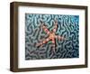 Starfish on Coral-null-Framed Photographic Print