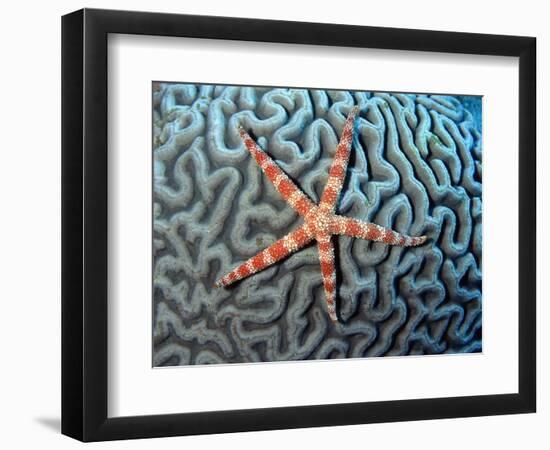 Starfish on Coral-null-Framed Photographic Print