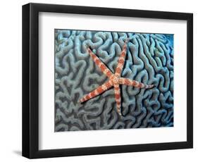 Starfish on Coral-null-Framed Photographic Print