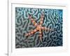 Starfish on Coral-null-Framed Photographic Print