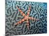 Starfish on Coral-null-Mounted Photographic Print